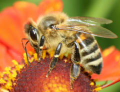 Die Biene - ein Indikator fr das berleben der Menschheit