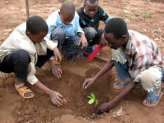 Bäume pflanzen in Afrik