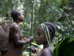Baka im Südosten Kameruns - Foto: Survival Iternational