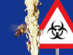 Bienen erkennen keinen Gen-Mais