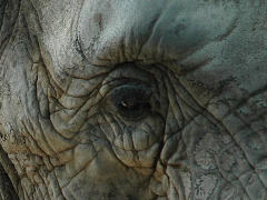 Auge eines Elefanten - Foto: AndreZan - Creative-Commons-Lizenz CC0