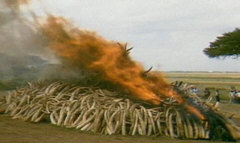 Elfenbein-Verbrennung in Kenia, 1989