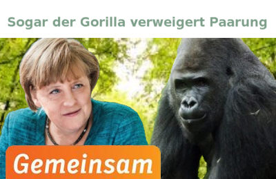 Gorilla verweigert Paarung