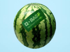 BASF-Patent auf Wassermelone - Grafik: Samy - Creative-Commons-Lizenz Namensnennung Nicht-Kommerziell 3.0