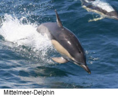Mittelmeer-Delphin