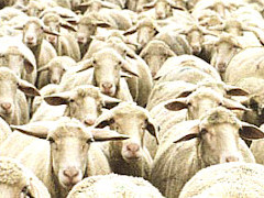 Nur Schafe lassen sich zählen - Grafik: Samy - Creative-Commons-Lizenz Namensnennung Nicht-Kommerziell 3.0