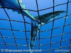 Thunfisch im Netz