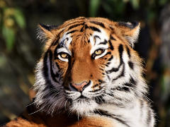 Sibirischer Tiger - Foto:  Capri23auto - Creative-Commons-Lizenz CC0