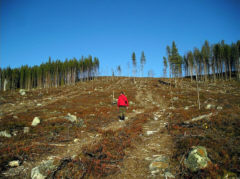 Forstwirtschaft in Schweden