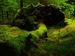 Wald-Wildnis - Foto: ioa8320 - Creative-Commons-Lizenz CC0