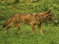 Wolf - Foto: Pexels - Creative-Commons-Lizenz  CC0