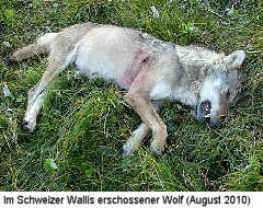 Erschossener Wolf in der Schweiz