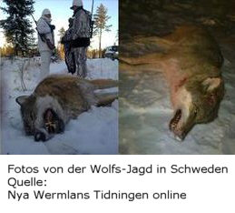 Wolfs-Jagd in Schweden